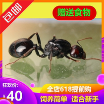 Xiaomo Ant House 20 years new after the original harvest ants savagely received novice ants small pets live