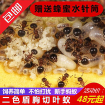 Xiaomo Ant Hall Dichroic Shield Breed Ant meranoplus bicolor Pet Ant Live