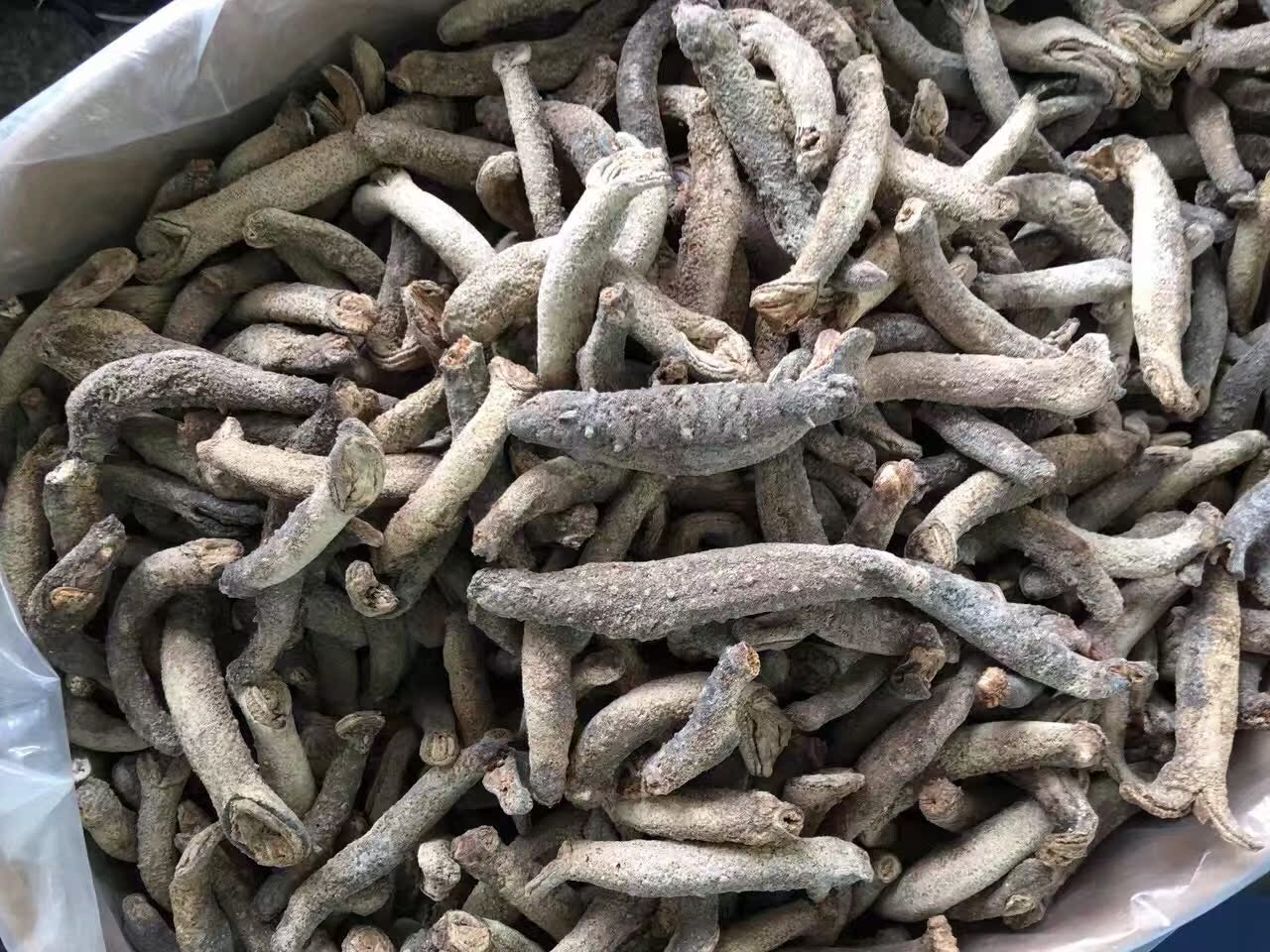 冰岛淡干海参进口野生