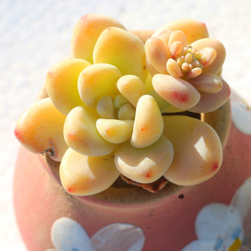 超简单的多肉果冻色上色法,手残党也能学