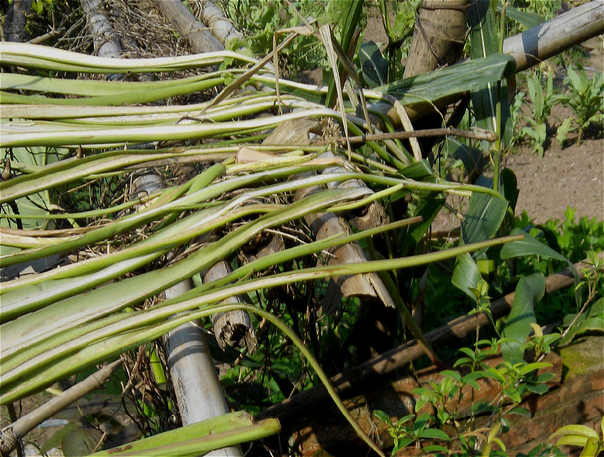 新货上市广东农家自制新鲜芋荷老坛酸菜泡菜芋荷梗芋荷苗客家特产