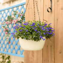 Hanging basket Hanging basket Hanging basket Hanging basket Hanging basket Hanging basket Hanging basket Hanging basket Hanging basket Hanging basket Hanging basket hanging basket hanging basket hanging basket hanging basket hanging basket hanging basket hanging basket hanging basket hanging basket hanging basket hanging basket hanging basket hanging basket