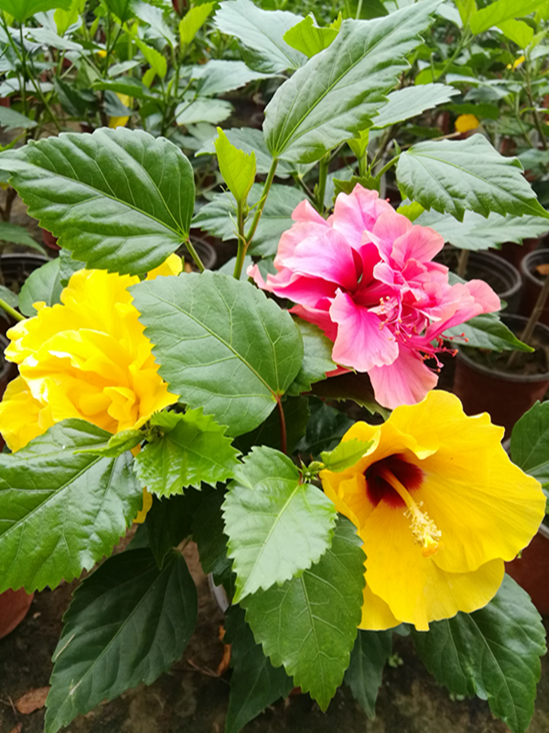 重瓣扶桑花 木槿 小苗带花苞发货 花期长植物 花园 阳台美观