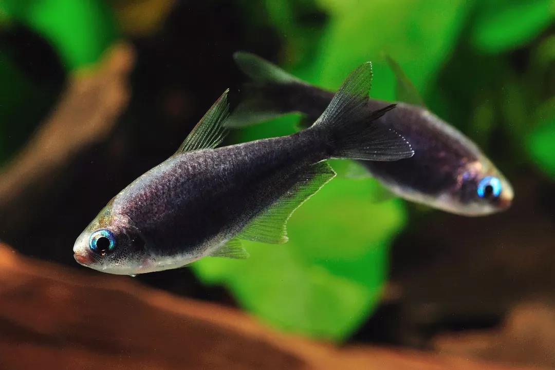 现在市场上几乎都以帝王灯来称呼nematobrycon palmeri这个鱼种了!