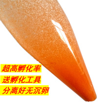 Hatchery with abundant annual shrimp eggs Ovulation Eggs Hatching Rate High 95% Small Fish Shrimp Fry Crab Miao Young Fish Opening Big Red Eggs