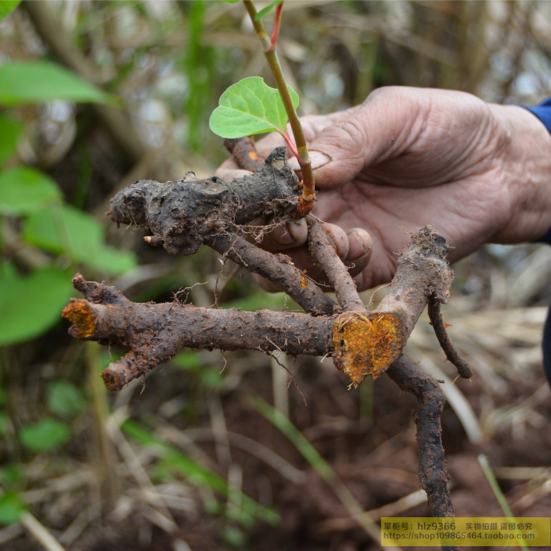 新鲜虎杖根现挖生虎杖土大黄大接骨500g中草药材