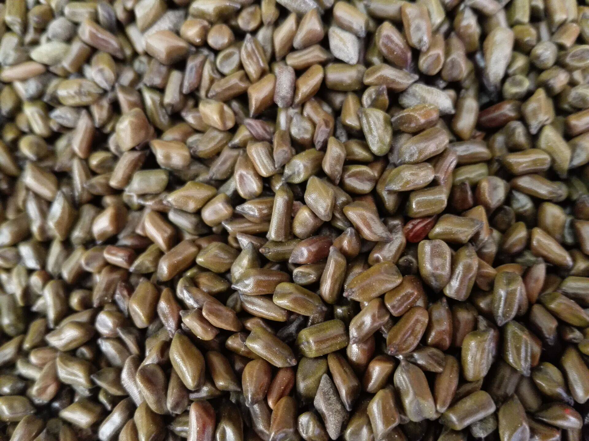 2斤包邮!草决明/决明子500克