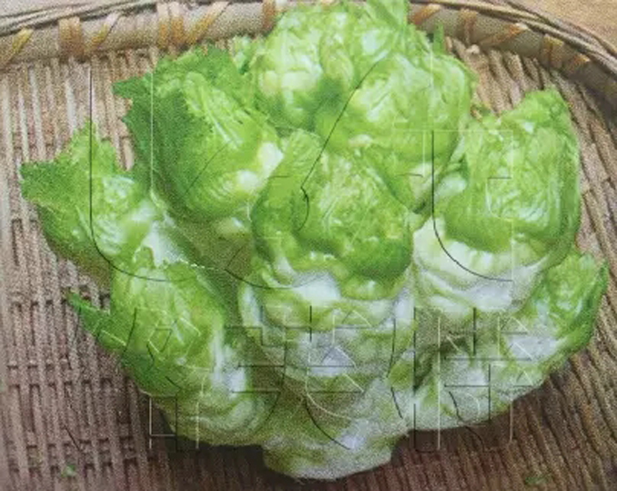 金娃娃极早熟儿菜种子抢早上市60100天收获蔬菜种子芥菜15g