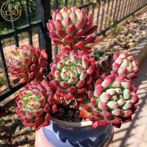 R多肉植物 |蓝苹果|蓝精灵 深秋会变火红 特别漂亮优惠价8.00-18.00元,R多肉植物精心为您挑选-麦尔网购导航-网购宝