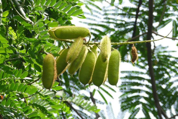 野生新鲜南蛇簕 老鸦枕头猫爪簕苦石莲广石莲喙荚云