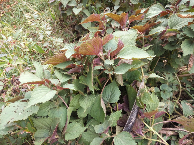 500克 野生新鲜紫苏叶现采苏子叶鲜品 酒店海鲜香料 2斤起包邮