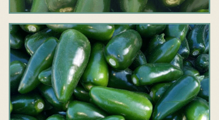 港椒辣椒种子 果实炮弹型腌制辣椒种子 厚肉型蔬菜种子