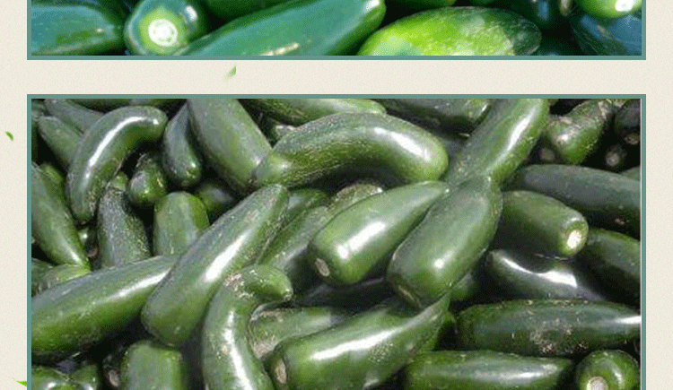 港椒辣椒种子 果实炮弹型腌制辣椒种子 厚肉型蔬菜种子