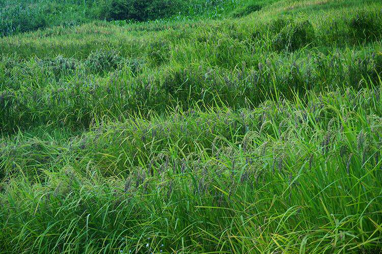 乐活老方老品种墨江紫米2016年新米