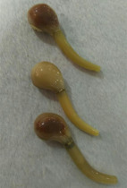 Tibet specialty yak horn double-supporting tobacco pipe cooling blood detoxification cigarette nozzle filter smoke pipe large