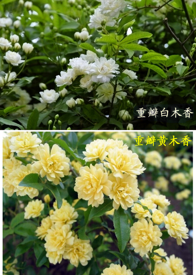 四季爬藤木香花苗白花,黄花木香花苗!包成活,包品种,死苗免费补发!