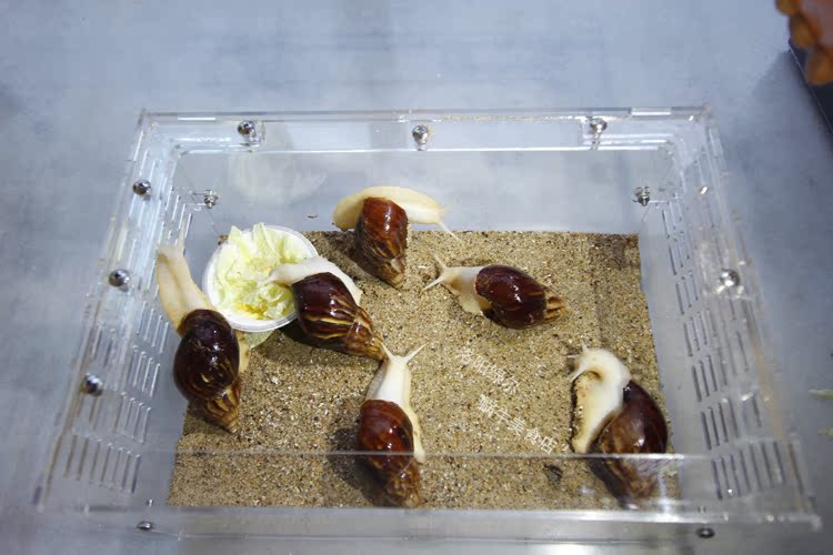 活体宠物蜗牛 土豪套餐 美容蜗牛活体 教学蜗牛] 白玉蜗牛养殖基地
