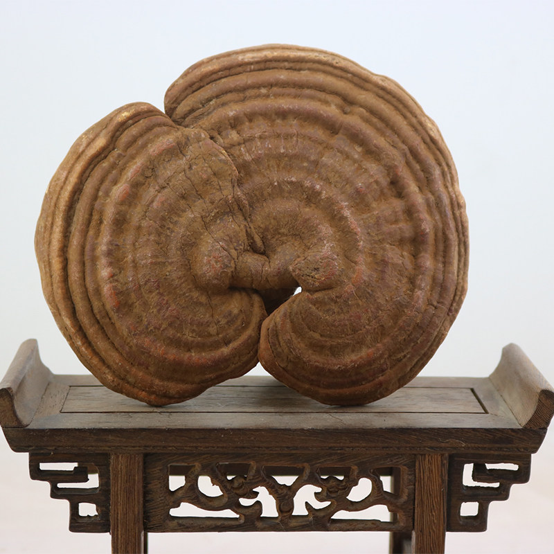 泰山深山半野生灵芝林下元精芝 赤灵芝 树舌 林芝 青芝 紫芝500克