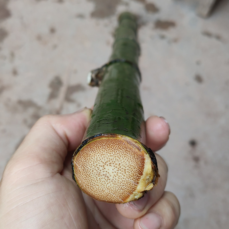 竹子文玩老玉竹手把件老竹实心竹雕刻料原材料竹教鞭拐杖竹棍竹杆