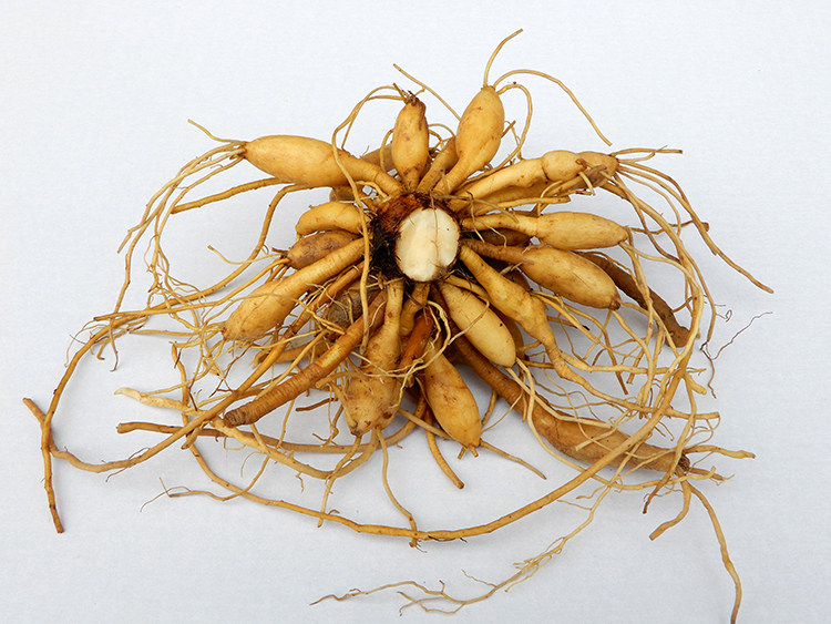 野生黄花菜根中药材500g包邮新鲜金针苗根萱草根忘忧草根黄花菜苗