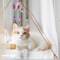 Egg total home wakupet such as air sucker springboard transparent cat bed acrylic hanging Nestle window sill cat supplies