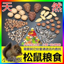Squirrel grain special staple food cubs eat food feed nutrition staple snack nuts pine nuts pine cone small
