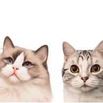 Pandora cat snacks) universal link everything has blabla