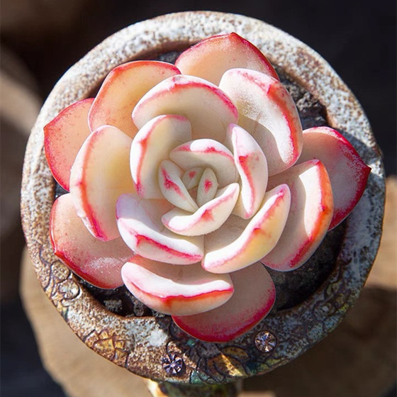 Jiansinova succulent old pile group of animals, one shot, free shipping, multi-head potted plants containing pots with soil indoor radiation protection
Jiansinova succulent old pile group of animals, one shot, free shipping, multi-head potted plants containing pots with soil indoor radiation protection