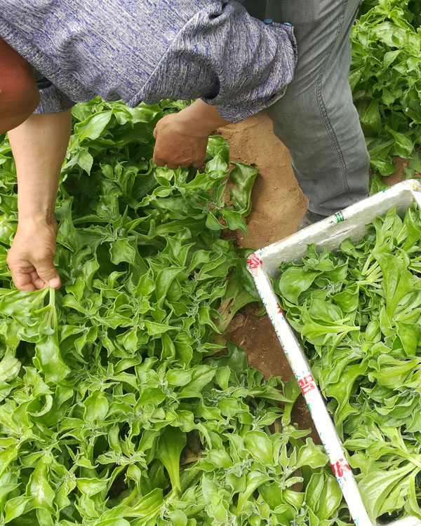 新鲜冰菜,新鲜冰草 ,冰草菜,新鲜蔬菜,非洲冰菜三斤包邮_双氙车灯改装
