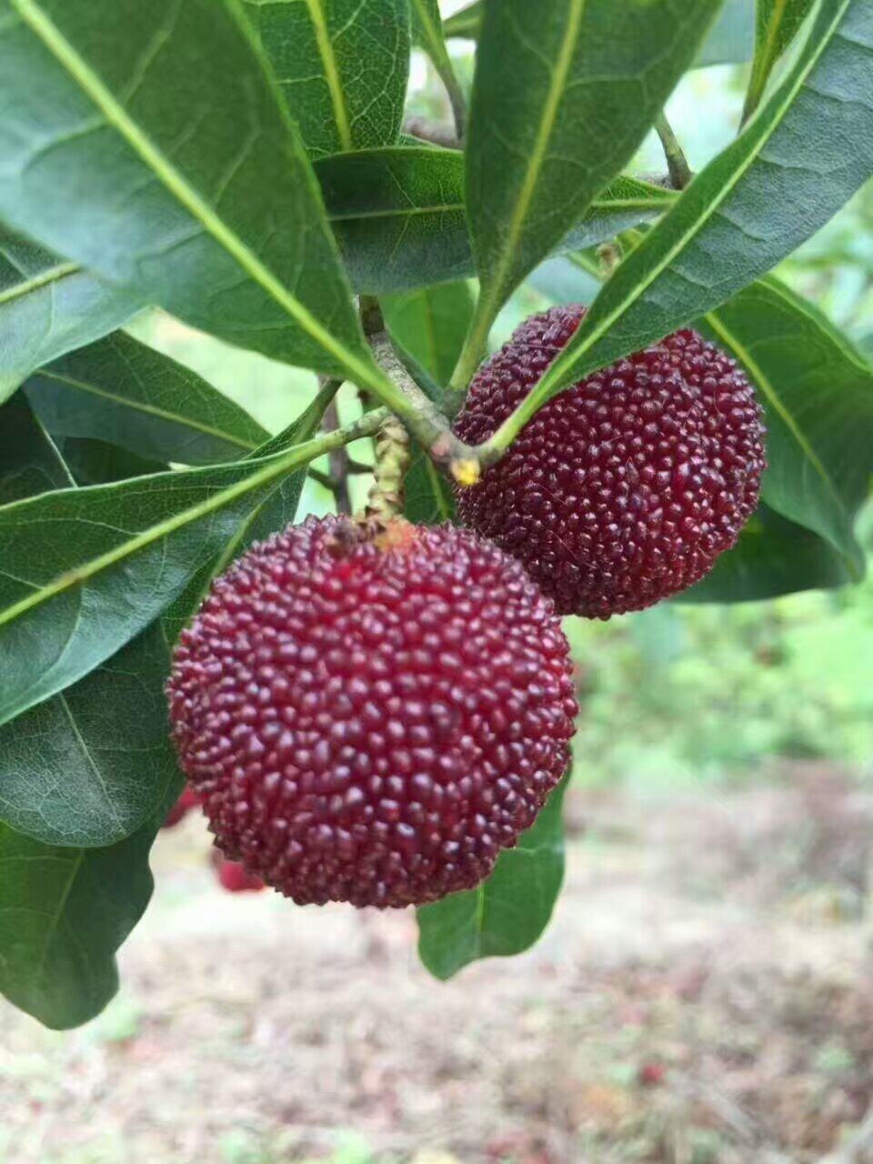 潮汕杨梅酸甜 孕妇新鲜水果果酱 现摘现发 广东顺丰包邮