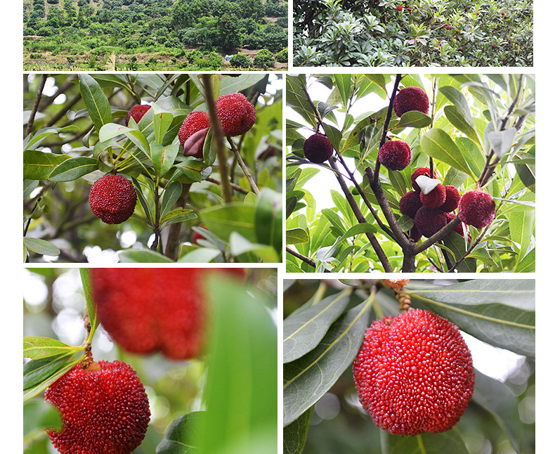 图片款免手洗拖把一个,无需评价