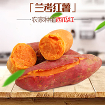 Langao sand red heart fresh sweet potato farm self-grown sweet potato original ecological sweet potato sweet potato is now dug 5 pounds