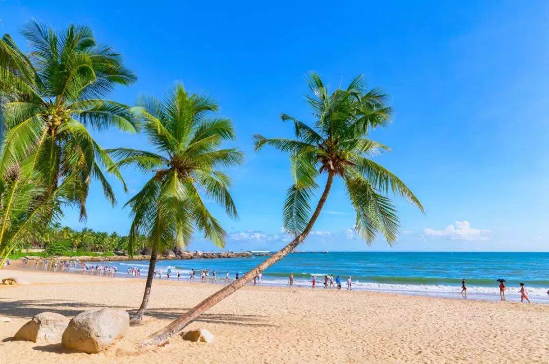 这里沙白如银,浪静波清,岸边木麻黄林带苍翠欲滴,椰林疏落有致.