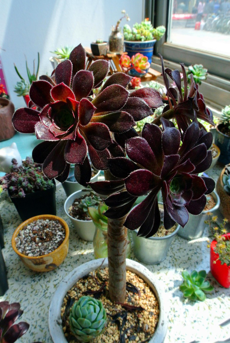 黑法师砍头记——满满的爆头一圈!