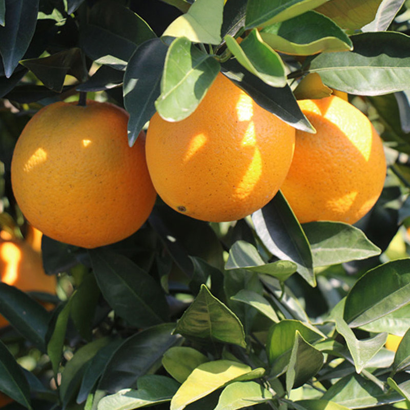 淘宝高山脐橙大果手剥橙冰糖橙5斤