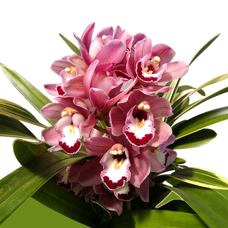 建兰带花苞四季兰花苗正品好养浓香老种春兰宽叶墨兰绿植盆栽原盆