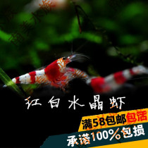 South American aquarium practice hand red white black and white crystal shrimp fish tank Water plant tank Algae removal tool Ornamental live shrimp