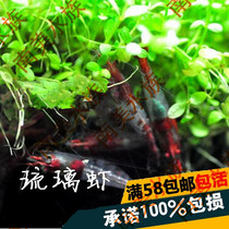 South American aquarium glass shrimp Red and white glass shrimp Ornamental shrimp Algae shrimp Pet shrimp Live shrimp Tool shrimp