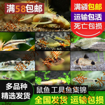 Golden moss rat cleaning tool Algae rat fish monkey Black line line Flying fox Elf Gold bearded bee