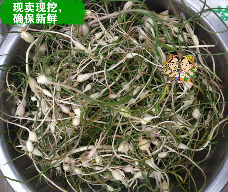 东北新鲜野生山野菜 小根菜大脑瓜嘣蹦小根蒜山菜250g4份包邮顺丰