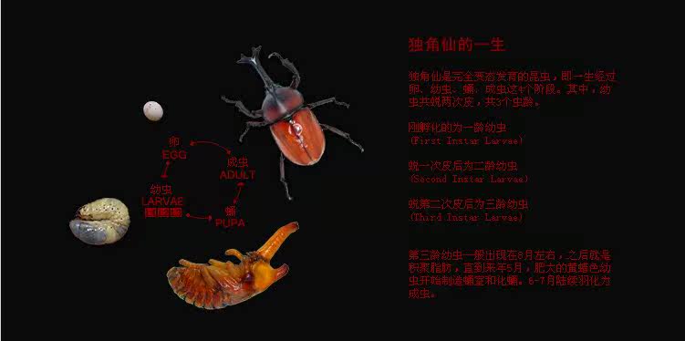 2017春红色血统 独角仙幼虫 甲虫 另类宠物活体 新手套餐 十件套