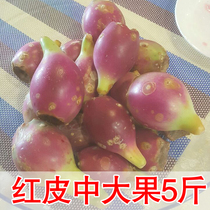 The red-skinned cactus fruit is picked now the red-skinned medium-large fruit is 5 catties the fruit cactus fruit is freshly picked and found