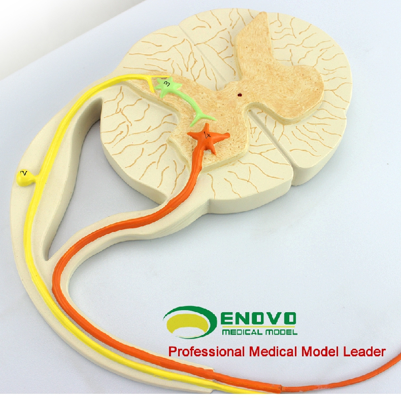 enovo正品人体医学神经反射弧模型条件反射中枢神经传导心理神经