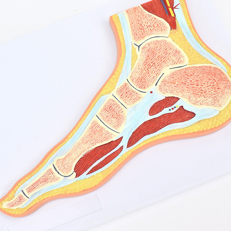 enovo颐诺医学足关节骨骼肌肉模型 踝关节脚关节构造mri骨科教学