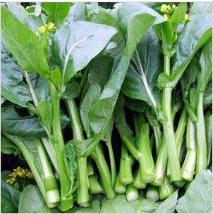 四季可播种 四九菜心 绿色食品 健康吃出来 收获快 可多次采收