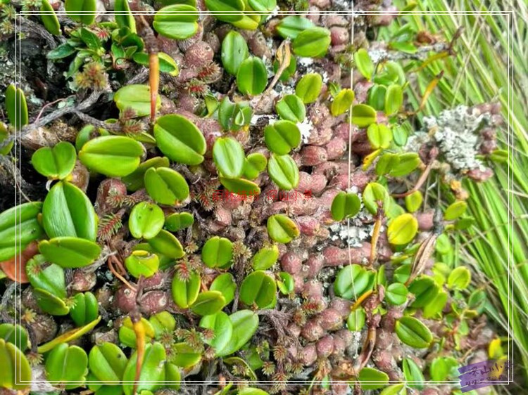 趣味迷你附生兰科植物 单叶厚唇兰 红色石豆 小品盆栽 雨林缸造景