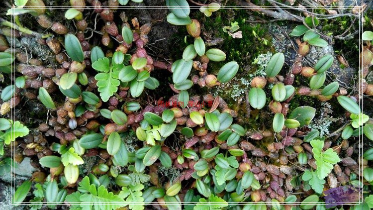 趣味迷你附生兰科植物 单叶厚唇兰 红色石豆 小品盆栽 雨林缸造景