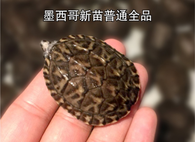 墨西哥巨蛋 萨尔文巨蛋 蛋龟 水龟科 巨蛋系列 墨蛋萨蛋顺丰包邮