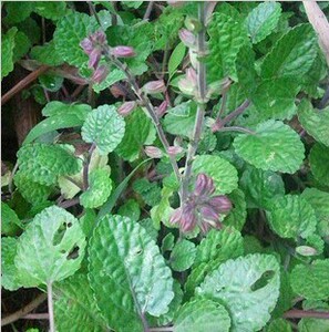 野生新鲜草药水韩信草蓝花草水远志荔枝肾鼠尾