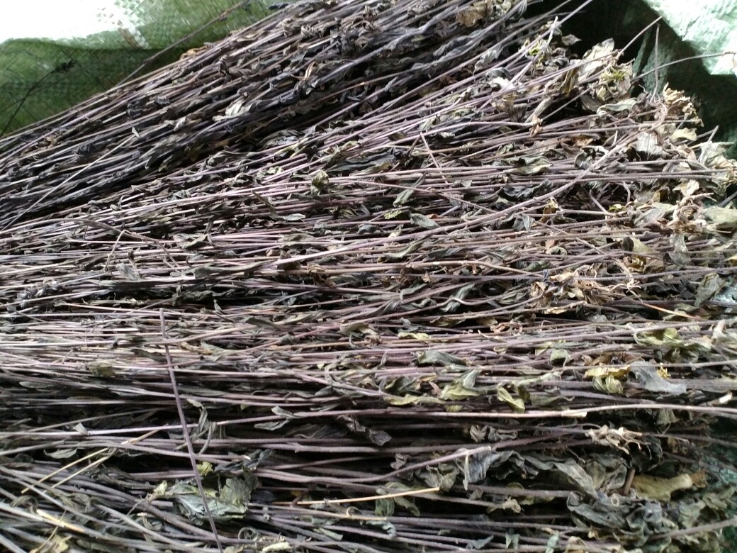 正品野生中草药黑草 鬼羽箭 羽箭草 黑骨草 克草 深山纯野生